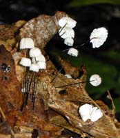 these can grow in dense clusters with their wiry black stems and widely spaced white gills Marasmius capillaris.